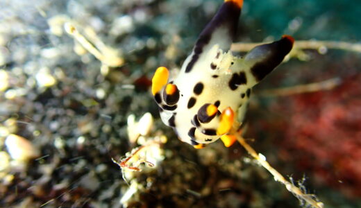 Dive log No.24-27