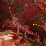 Dive log No.37-41