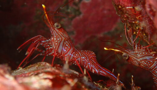 Dive log No.37-41