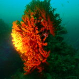 Dive log No.42, 43